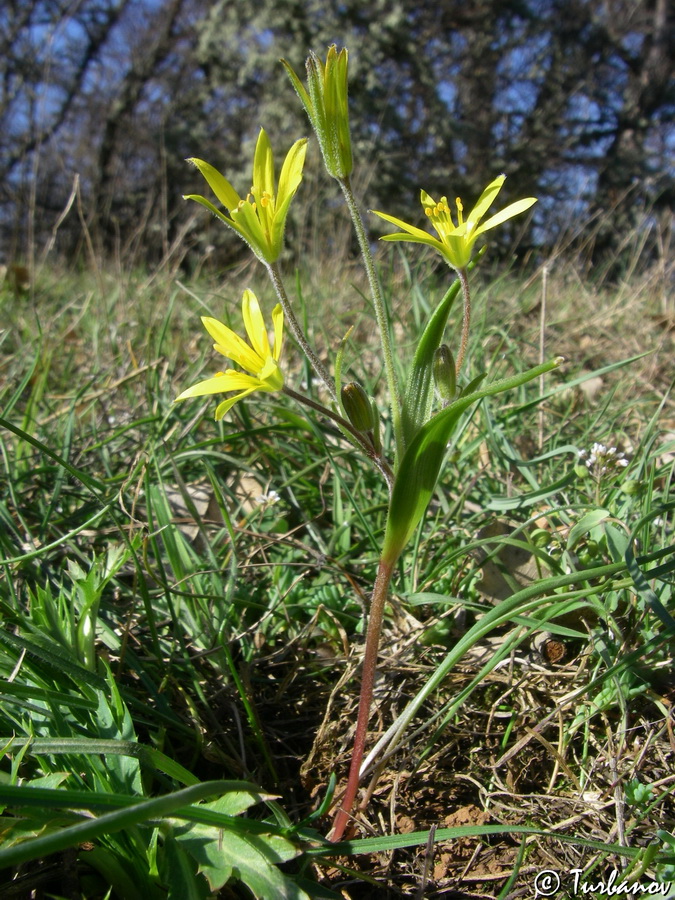 Image of Gagea villosa specimen.