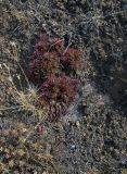 Saxifraga spinulosa