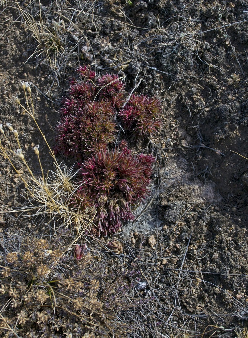 Изображение особи Saxifraga spinulosa.