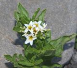 Argusia sibirica