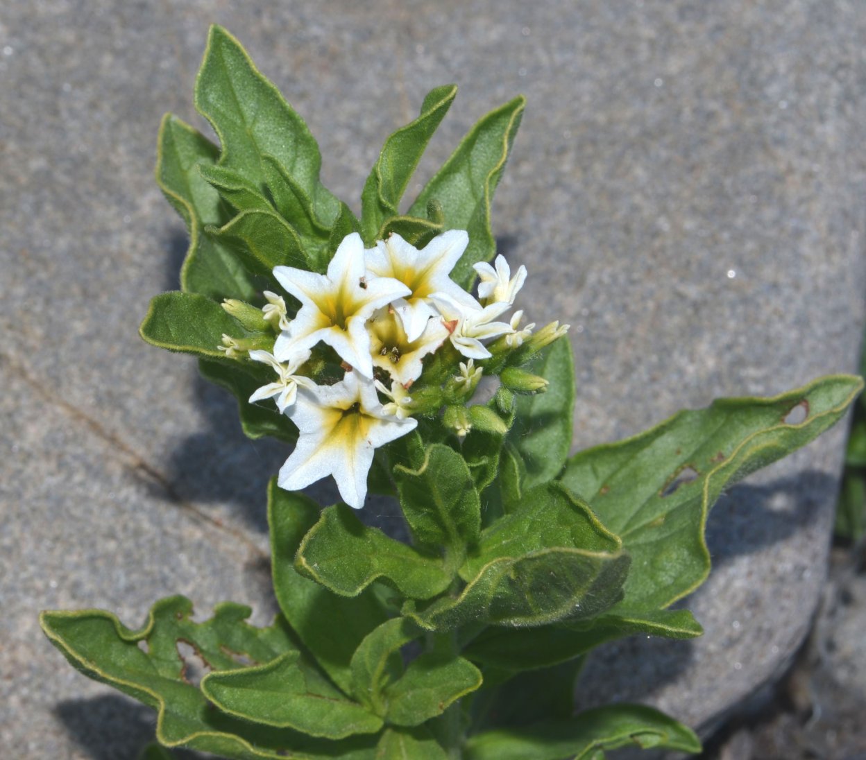 Image of Argusia sibirica specimen.