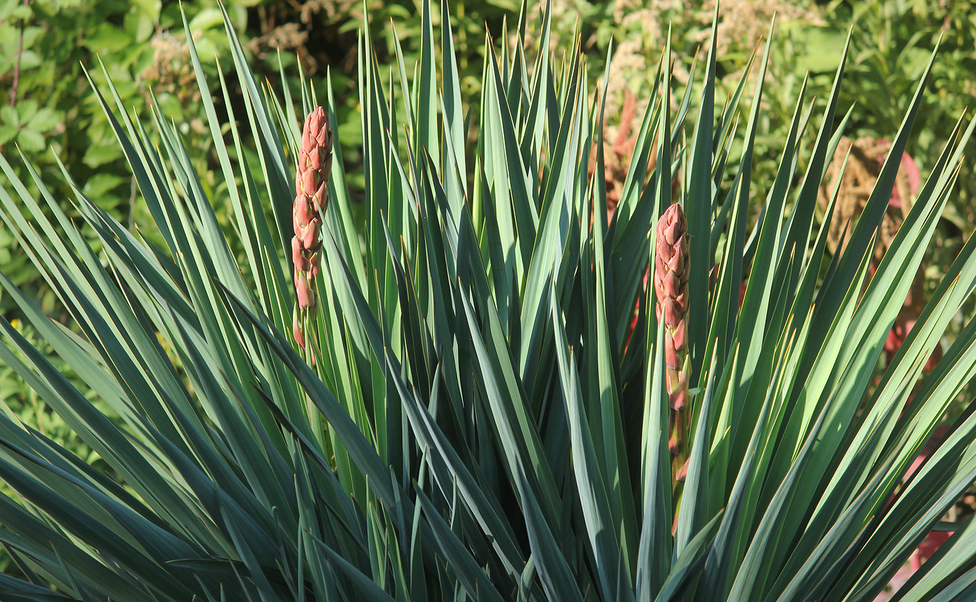 Изображение особи Yucca gloriosa.