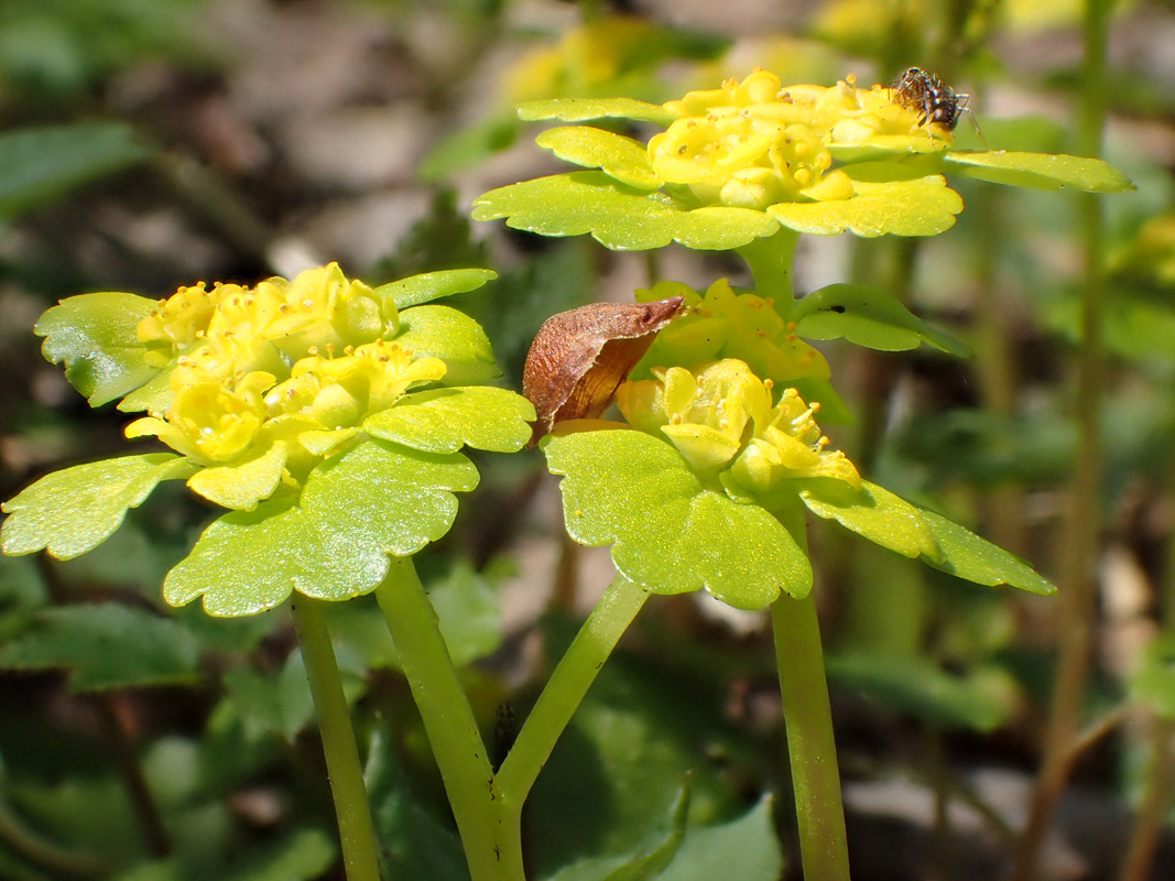 Image of Chrysosplenium alternifolium specimen.