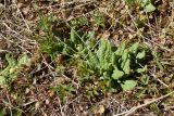 Primula veris