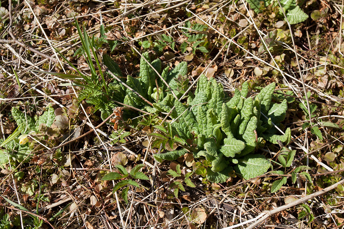 Image of Primula veris specimen.