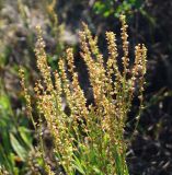 Rumex acetosella