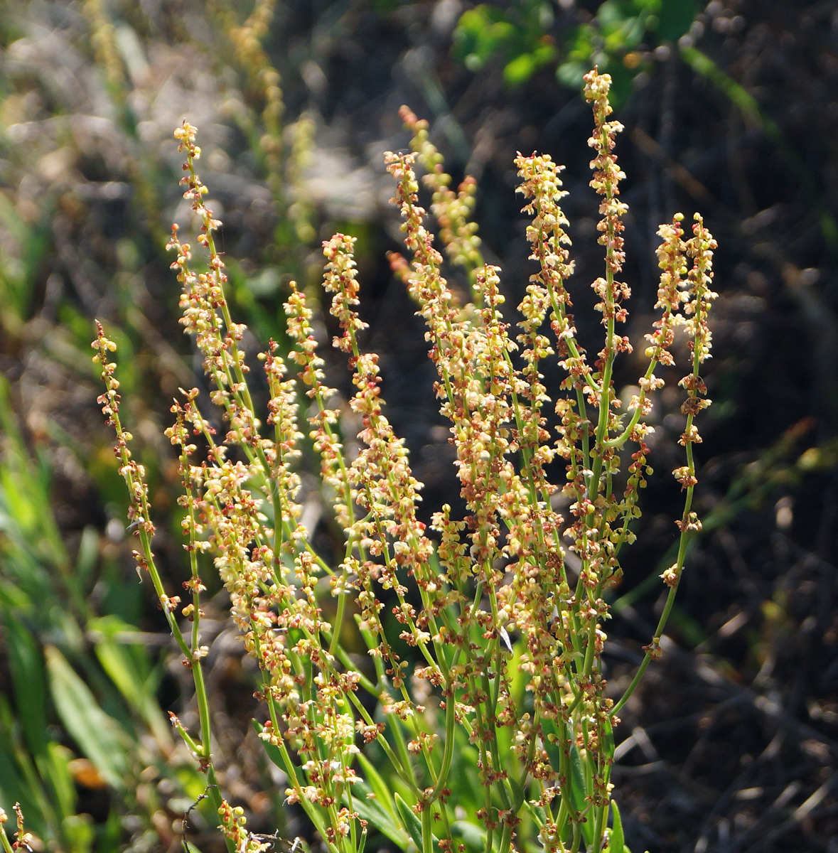 Изображение особи Rumex acetosella.