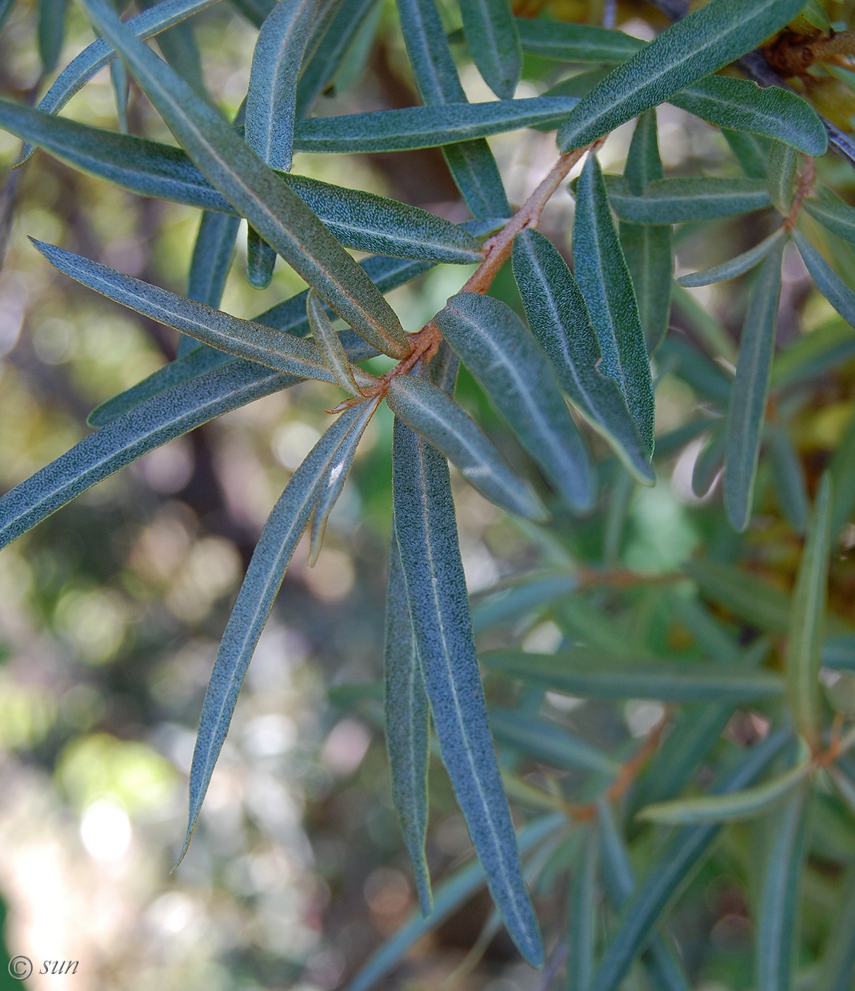 Изображение особи Hippophae rhamnoides.