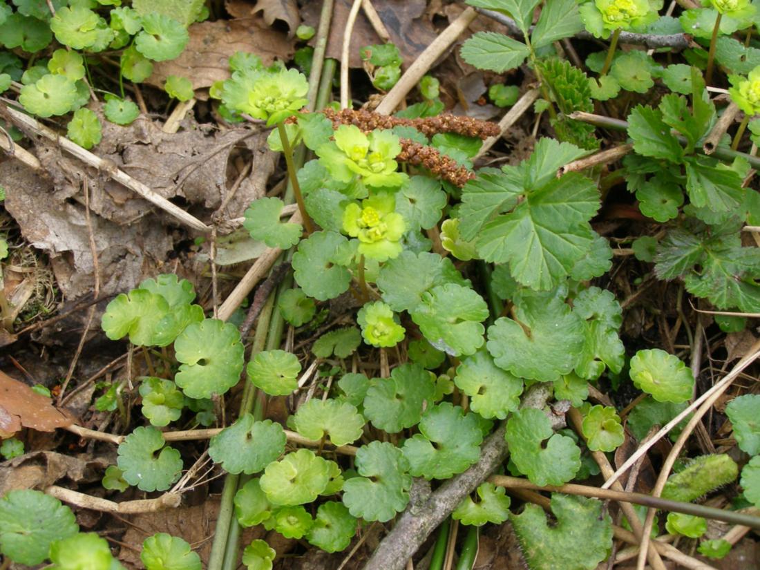 Image of Chrysosplenium alternifolium specimen.