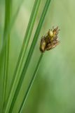 Carex chordorrhiza