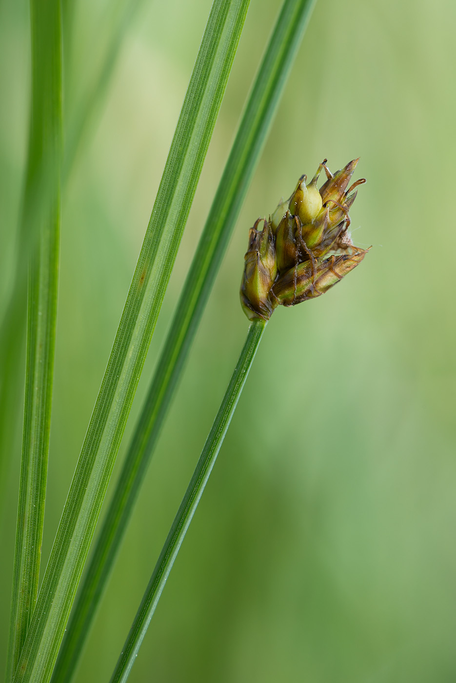 Изображение особи Carex chordorrhiza.