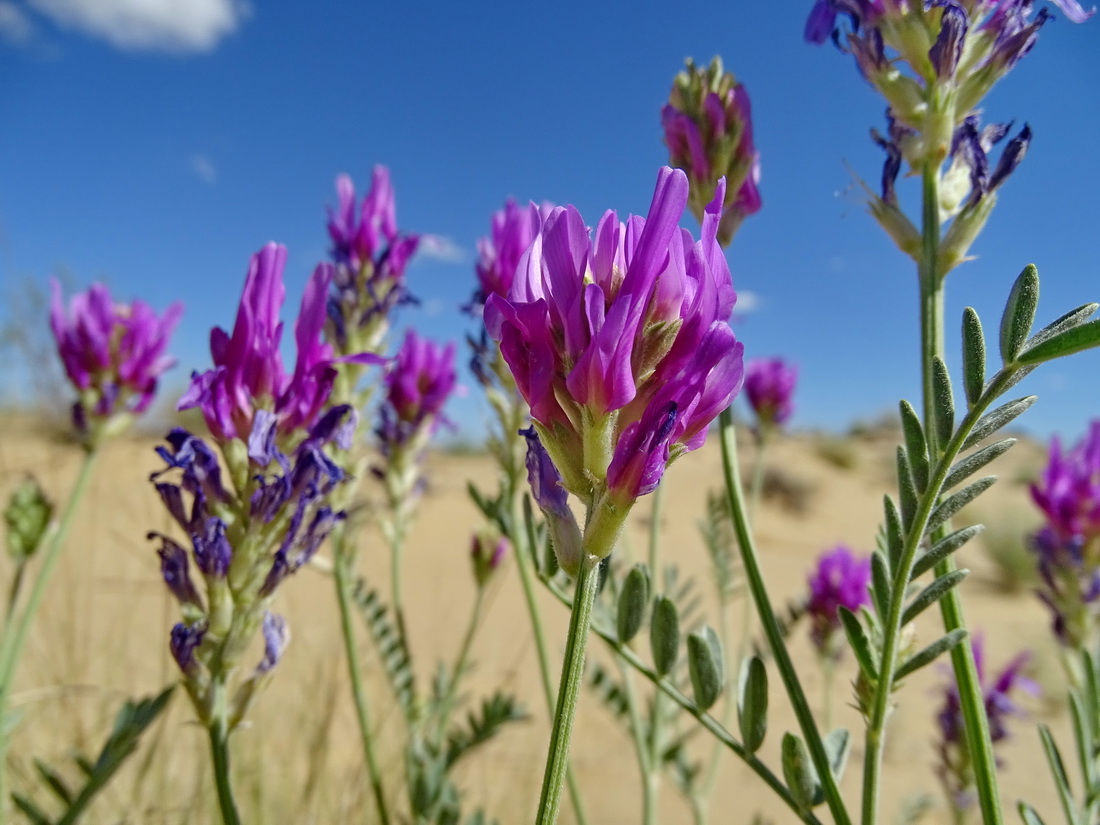 Изображение особи Astragalus ninae.