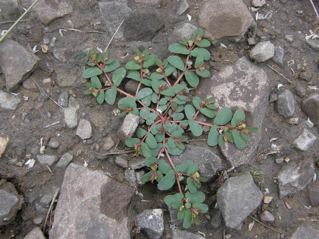 Изображение особи Euphorbia humifusa.