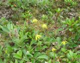 Arnica lessingii