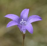 Campanula