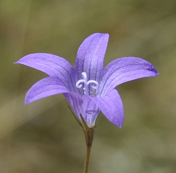 Изображение особи род Campanula.