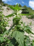 Lamium turkestanicum