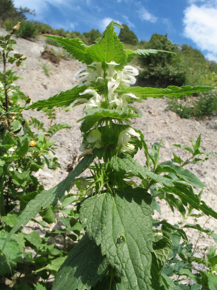 Image of Lamium turkestanicum specimen.