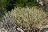 Ballota pseudodictamnus