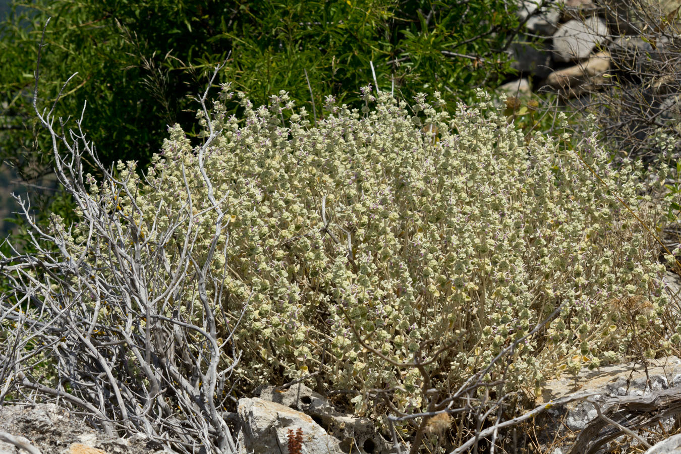 Image of Ballota pseudodictamnus specimen.