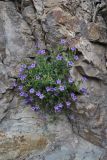 Campanula bayerniana