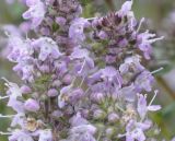 genus Thymus