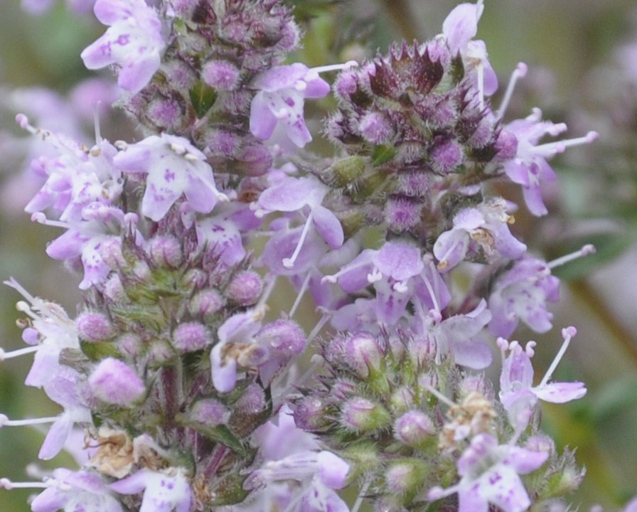 Image of genus Thymus specimen.
