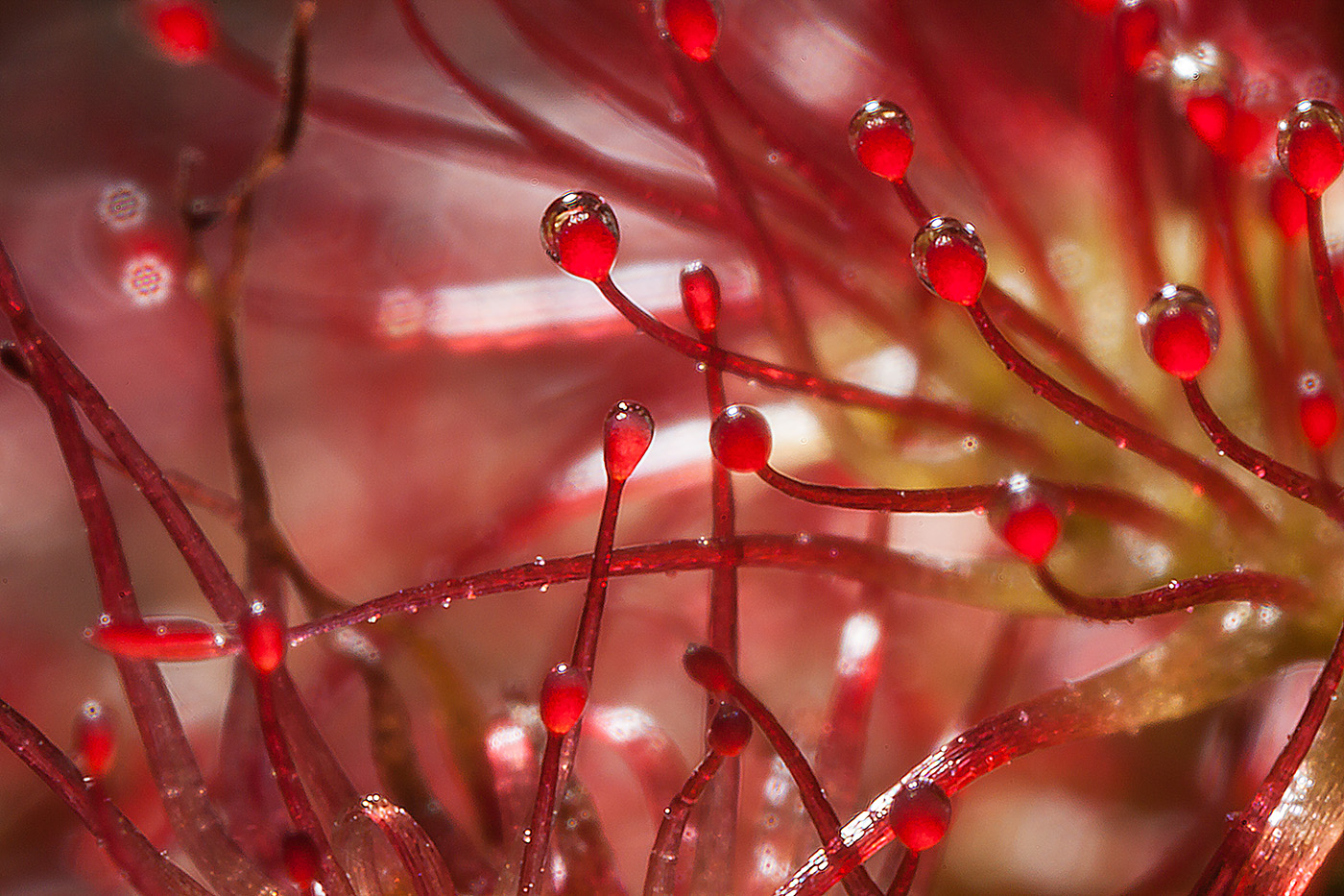 Изображение особи Drosera rotundifolia.