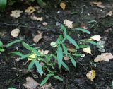 Persicaria minor