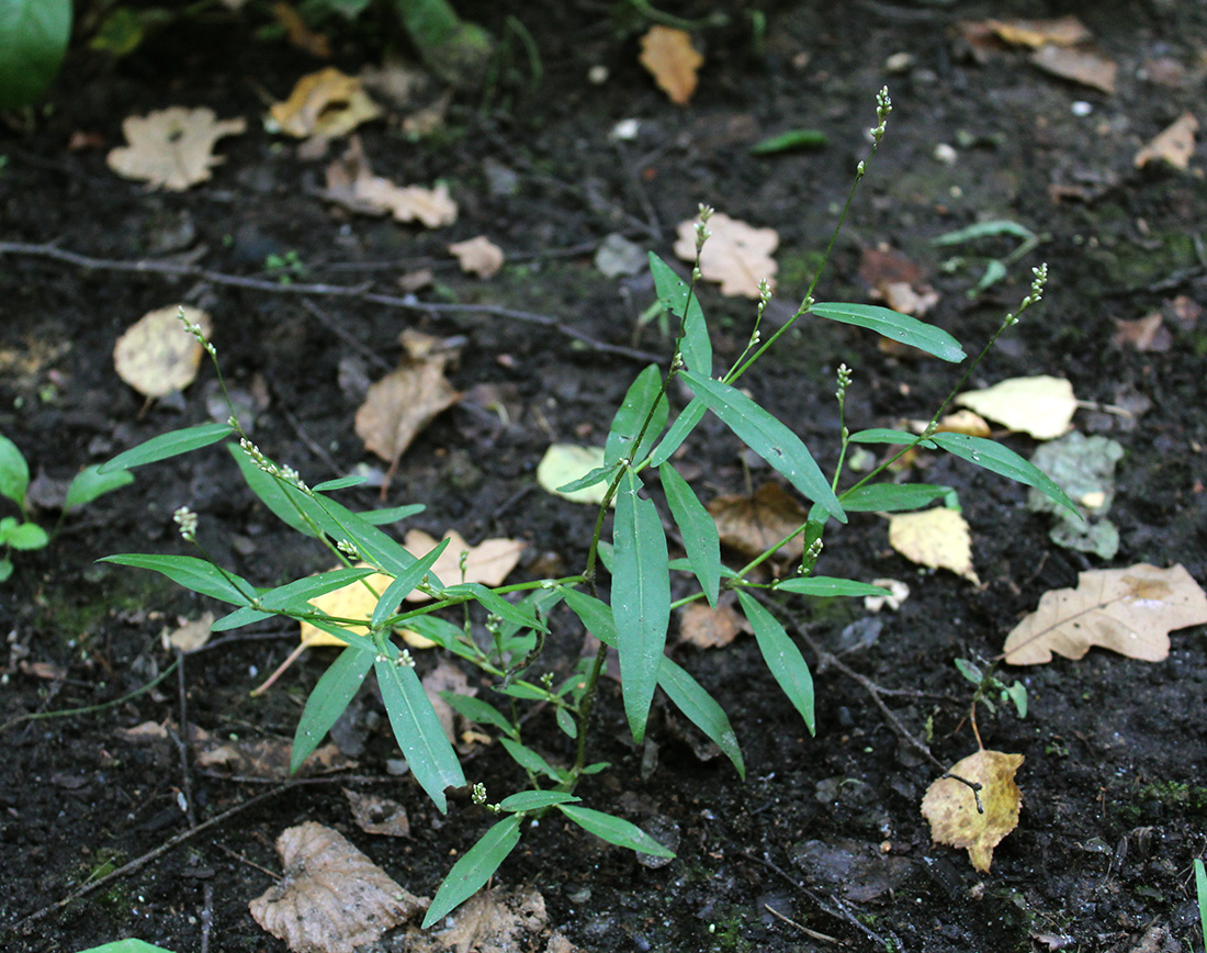 Изображение особи Persicaria minor.