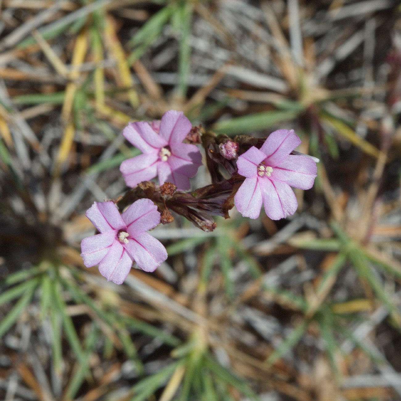 Image of Acantholimon alatavicum specimen.