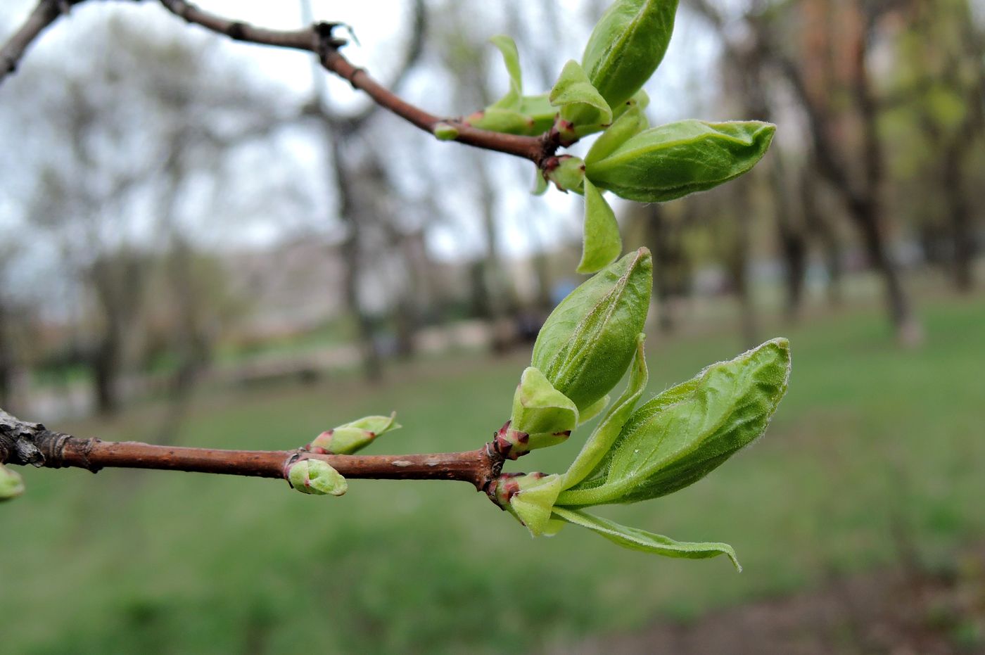 Image of genus Acer specimen.