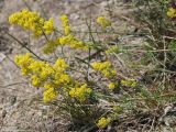 Galium verum. Верхушка цветущего растения. Бурятия, п-ов Святой нос, Чивыркуйский залив, окр. пос. Монахово, каменистый сухой склон. 20.07.2009.