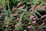 род Persicaria