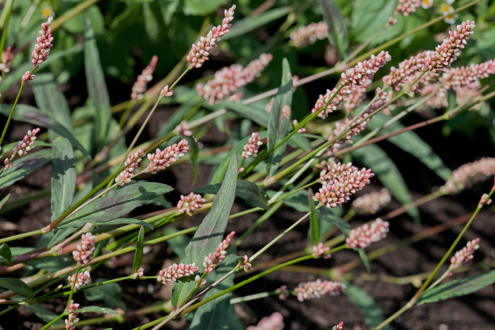 Изображение особи род Persicaria.