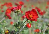 Potentilla argyrophylla var. atrosanguinea
