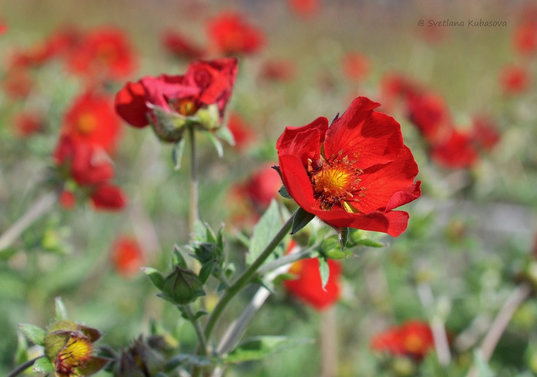 Изображение особи Potentilla argyrophylla var. atrosanguinea.