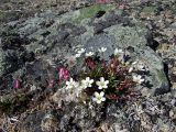 Claytonia soczaviana. Растение с цветками и бутонами в сообществе с Dicentra peregrina. Магаданская обл., окр. г. Магадан, пос. Снежная Долина, водораздел в бассейне р. Дукча, каменистое плато в горной тундре. 11.06.2017.