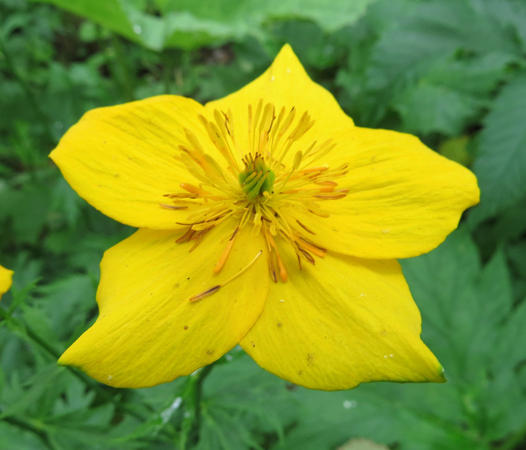 Изображение особи Trollius riederianus.