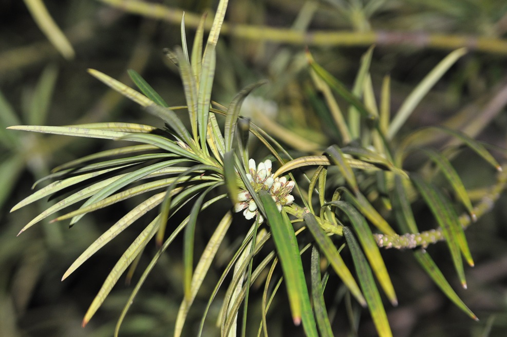 Image of Podocarpus macrophyllus specimen.