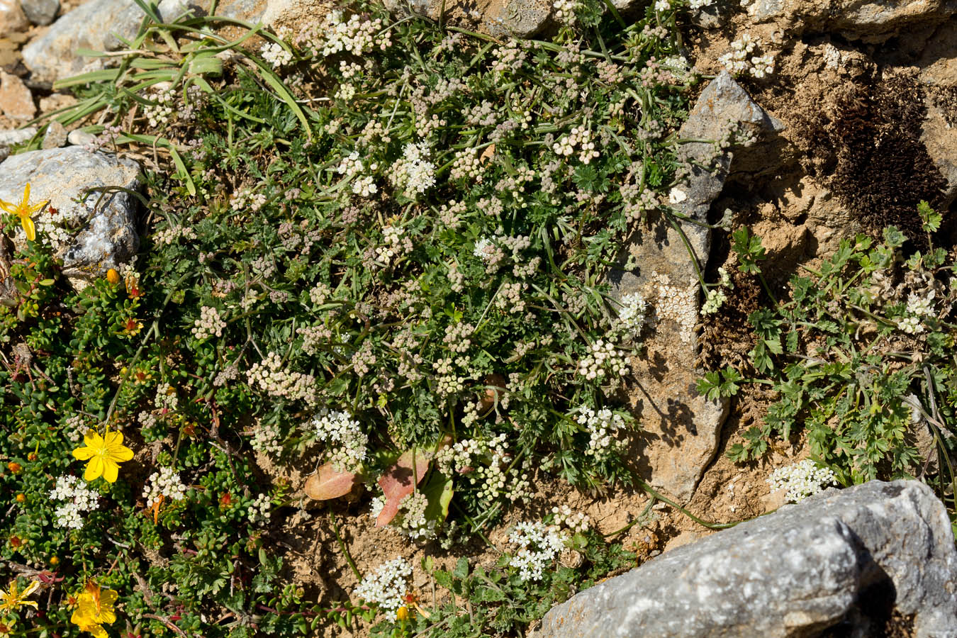 Image of Pimpinella tragium ssp. depressa specimen.