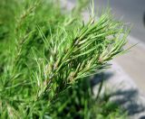 Poa subspecies vivipara