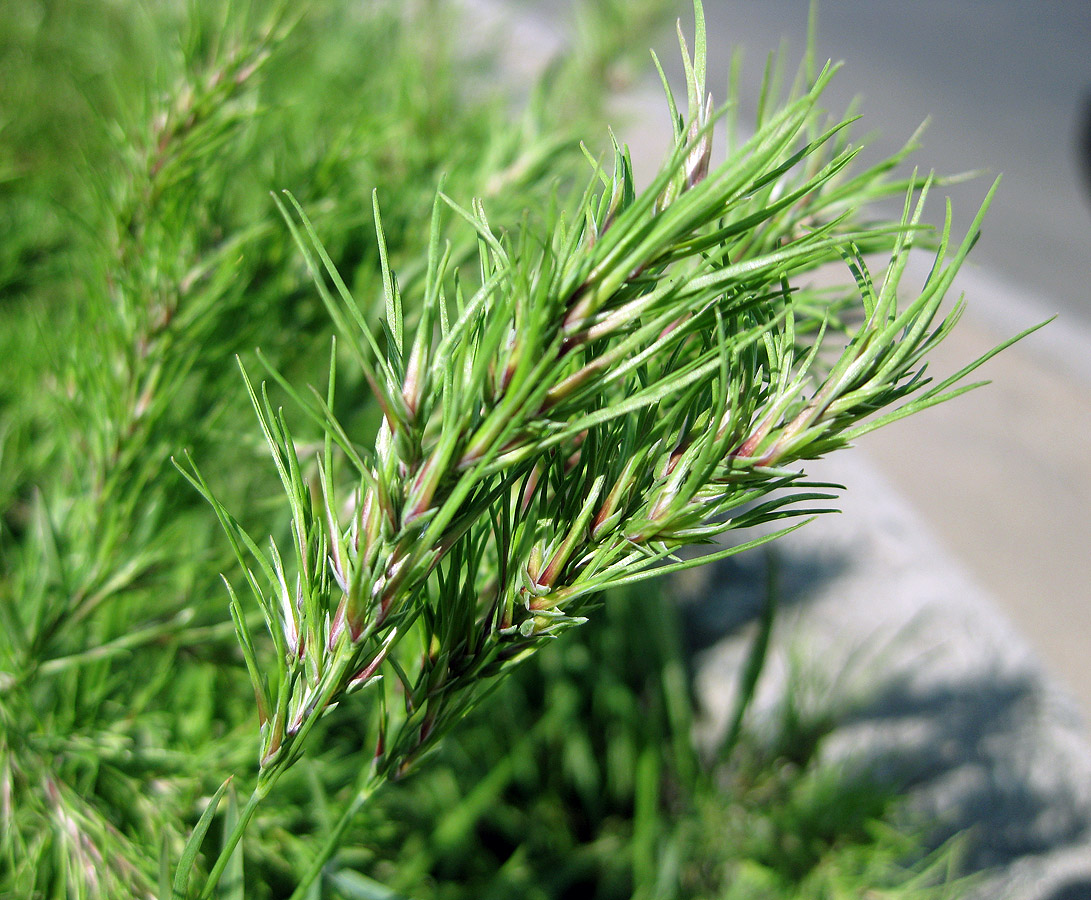 Изображение особи Poa bulbosa ssp. vivipara.