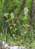 Stachys pubescens. Цветущее растение. Грузия, край Рача-Лечхуми и Нижняя Сванетия, Амбролаурский муниципалитет, окр. с. Зеда-Гвардиа, дол. р. Шарола, выс. 530 м н.у.м., осыпающийся каменистый склон. 07.05.2017.