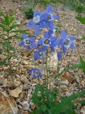 Aquilegia jucunda