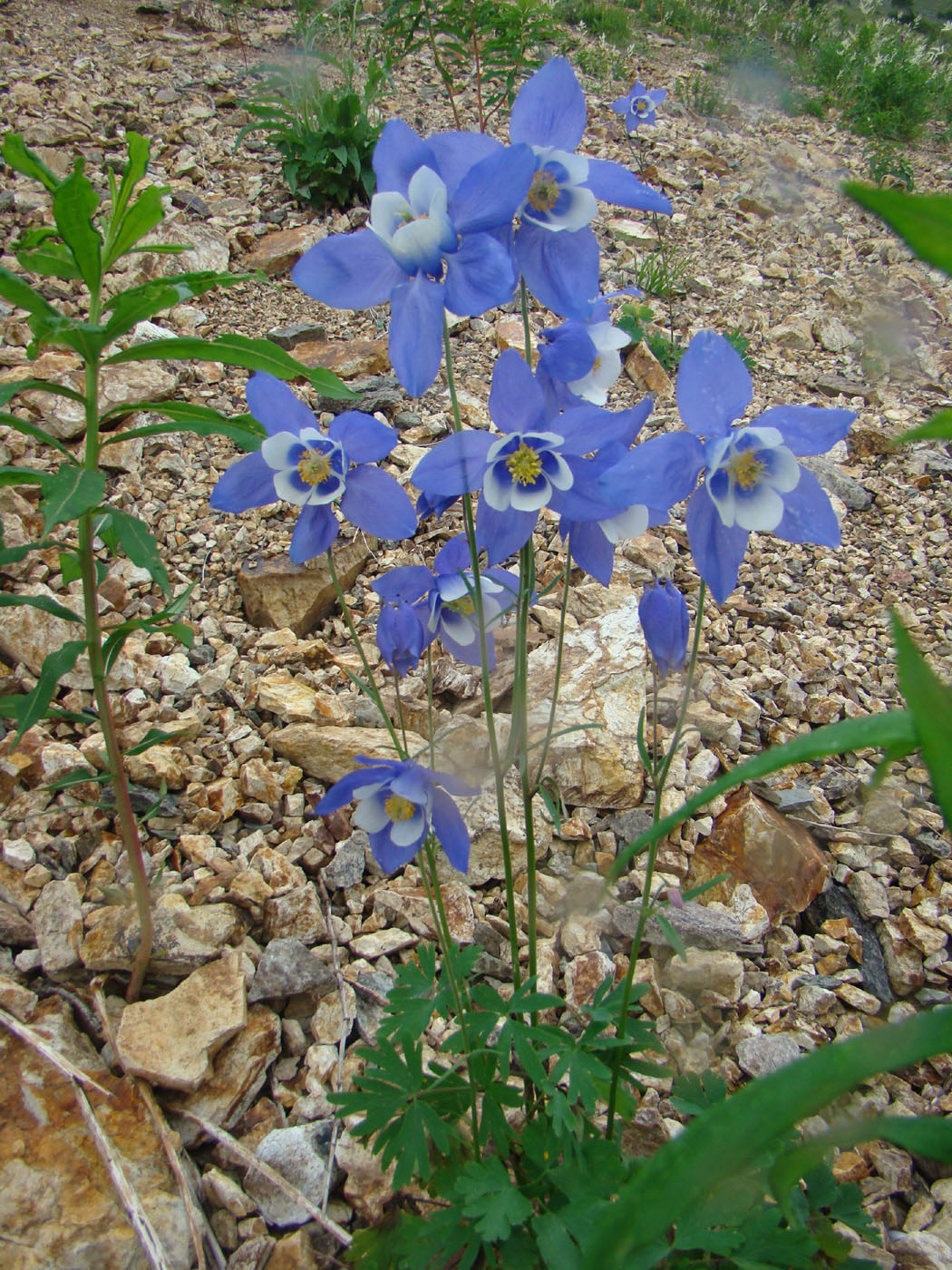 Изображение особи Aquilegia jucunda.