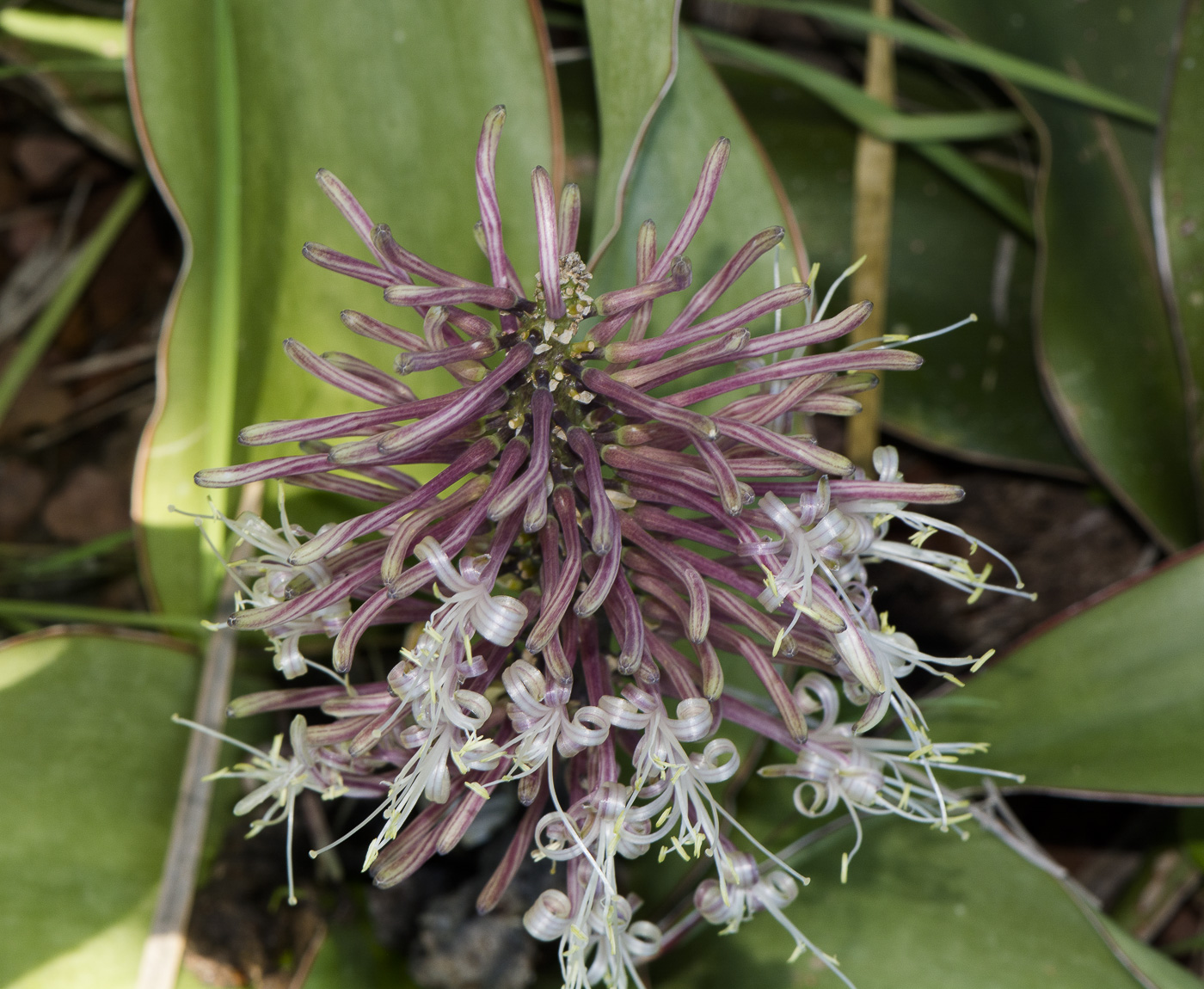 Image of Sansevieria liberica specimen.