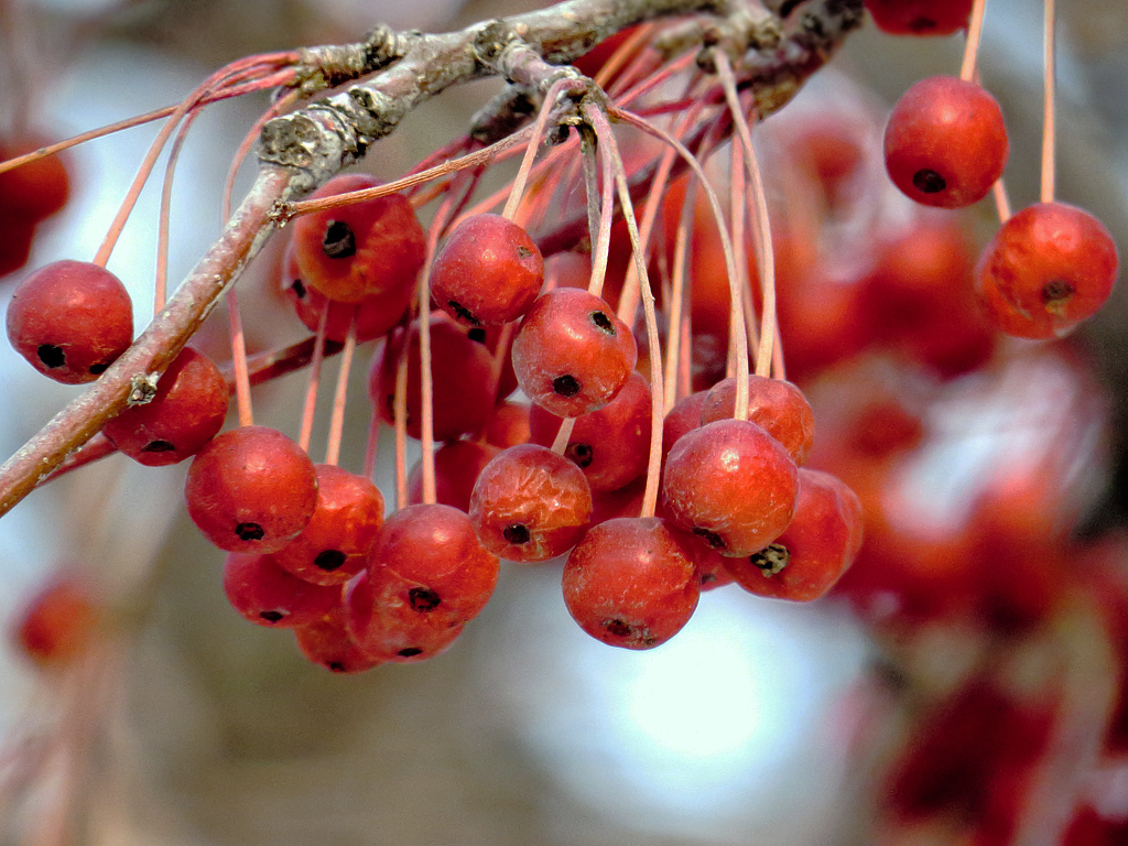 Изображение особи Malus baccata.