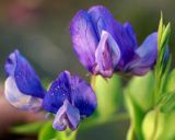 Lathyrus japonicus. Цветки. Камчатка, Усть-Камчатск, пос. 2-й завод, задернованная прибрежная полоса Камчатского залива. 25.08.2016.