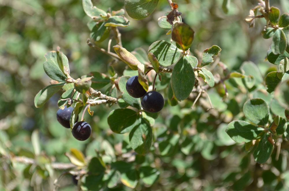 Image of Lonicera microphylla specimen.